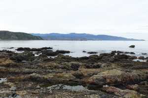 OWHIRO-BAY (4)